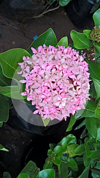 Closeup view of whitish pink Ixora flowers and plant