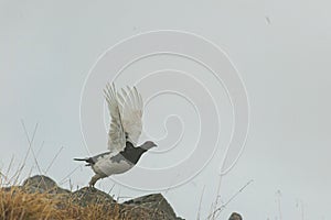 Closeup view of a Willow Ptarmigan bird flying off a mountainside in Norway
