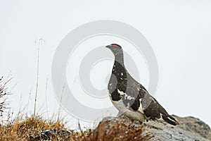 Closeup view of a Willow Ptarmigan bird on a mountainside in Norway