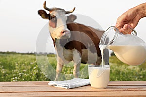 Closeup view of woman pouring milk into glass on wooden table and cow grazing in meadow