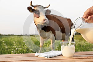 Closeup view of woman pouring milk into glass on wooden table and cow grazing in meadow