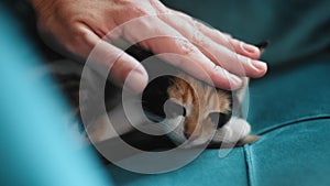 Closeup view of woman is stroking cat lying on sofa at apartment room rbbro.