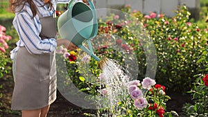 Closeup view of woman watering rose bushes. Gardening tools