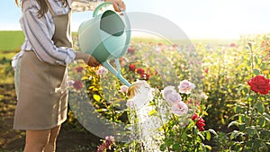 Closeup view of woman watering rose bushes. Gardening tools