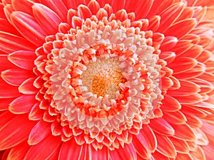 closeup of a coral-pink colored Gerbera flower photo