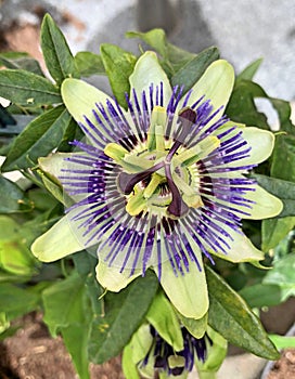 A wonderful Passiflora flower in bloom