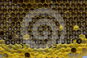 Closeup view of the working bees on honeycomb, Honey cells patte