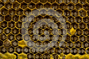 Closeup view of the working bees on honeycomb, Honey cells patte