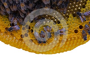 Closeup view of the working bees on honeycomb, Honey cells pattern isolated on white background.