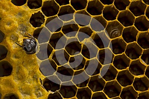 Closeup view of the working bees on honeycomb, Honey cells pattern, BeekeepingHoneycomb texture.