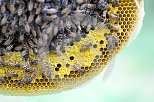 Closeup view of the working bees on honeycomb, Honey cells pattern, BeekeepingHoneycomb texture.