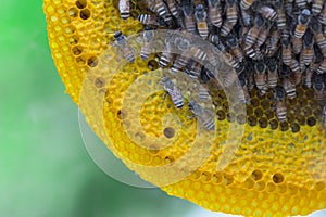 Closeup view of the working bees on honeycomb, Honey cells pattern, BeekeepingHoneycomb texture.