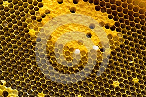 Closeup view of the working bees on honeycomb, Honey cells pattern, BeekeepingHoneycomb texture.