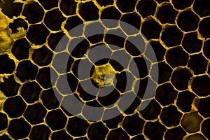 Closeup view of the working bees on honeycomb, Honey cells pattern, BeekeepingHoneycomb texture.