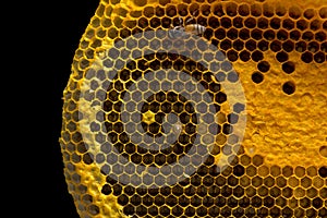 Closeup view of the working bees on honeycomb, Honey cells pattern, BeekeepingHoneycomb texture.