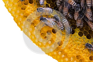 Closeup view of the working bees on honeycomb, Honey cells pattern isolated on white background.