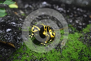 Closeup view of a yellow-banded poison dart frog on a moss covered wet stone