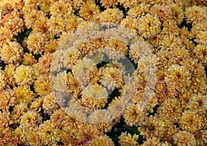 Closeup view yellow and burgandy tuberous begonias, Dallas, Texas