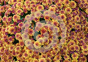 Closeup view yellow and burgandy tuberous begonias, Dallas, Texas