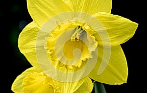 Closeup view of a yellow daffodil flower with intricate stamen detail