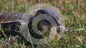 Closeup view of yellow dotted nile monitor creeping through the grass at the shore of Kwando River, Bwabwata National Park.