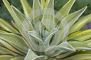 Closeup view of yellow green agave leaves