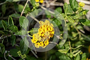 Closeup view of yellow lantana flower