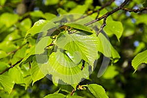 Closeup view of young green leaves of linden tree after rain