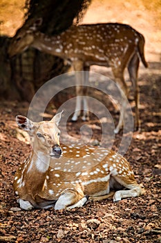 Closeup view on young large Indian spotted deer resting on dry ground in zoo