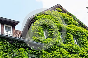 Closeup of vine overgrown historic woodframe buildings in downtown Hannover