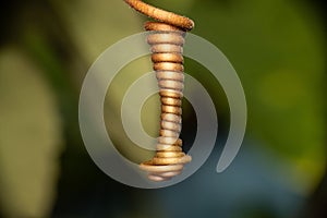 Closeup of a Vine spiraling into a tube shape