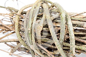 Closeup vine tree branches isolated on white background