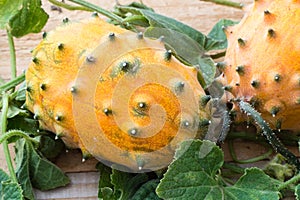 Closeup of vine with two fresh ripe kiwano, horned melon, Cucumis metuliferus, on wooden background