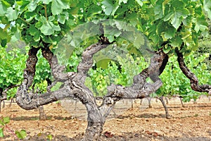 vinegrape in a fied growing in summer