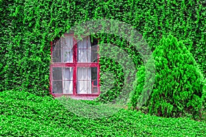 Closeup of Vintage House Covered by Green Ivy climbing plant. Red window with Coatbuttons plant wall among green nature background