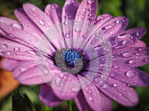 Violet african daisy with blue center