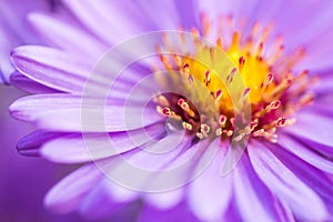 Closeup violet aster flower background