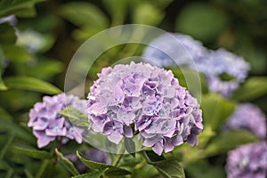 Violet colored Hydrangea Macrophylla flowers from close