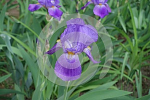 Closeup of violet flower of Iris germanica
