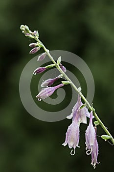 Closeup of Violet flowers of blooming hosta Hosta undulata