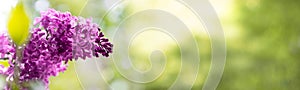 Closeup of a violet lilac bush blossom on a green blurred background. Soft selective focus. Floral spring background