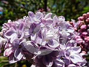 Closeup of violet open full florets of lilac or common lilac in bright sunlight