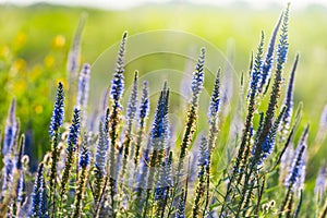 Closeup violet prairie flowers