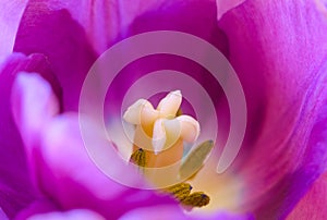 Closeup of a violet tulip tulipa