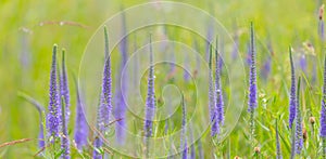 Closeup violet wild prairie flowers in a green grass