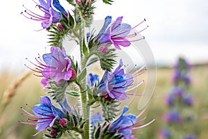 Closeup of Vipers Bugloss