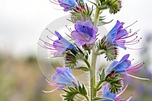 Closeup of Vipers Bugloss