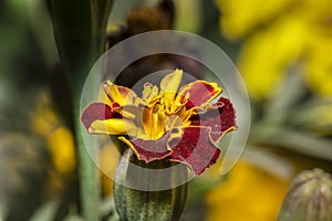 Closeup of a vivid color Marigold flower in a garden