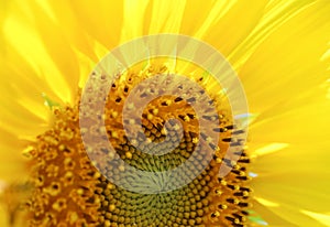 Closeup of Vivid Color Sunflower Pollen Texture