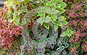 Vivid Colored Variegated Leaves of Coleus Plant in the Garden